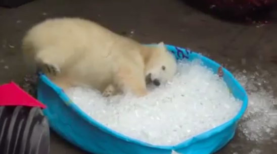 IJsbeer geniet van ijsbad