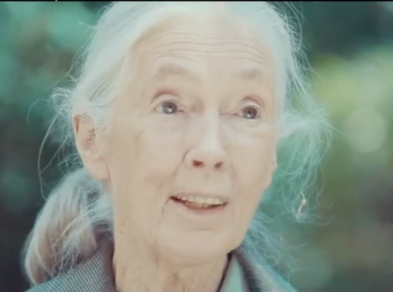 Korte docu TRIO (2015) deelt inspirerende missie van 88-jarige biologe Jane Goodall
