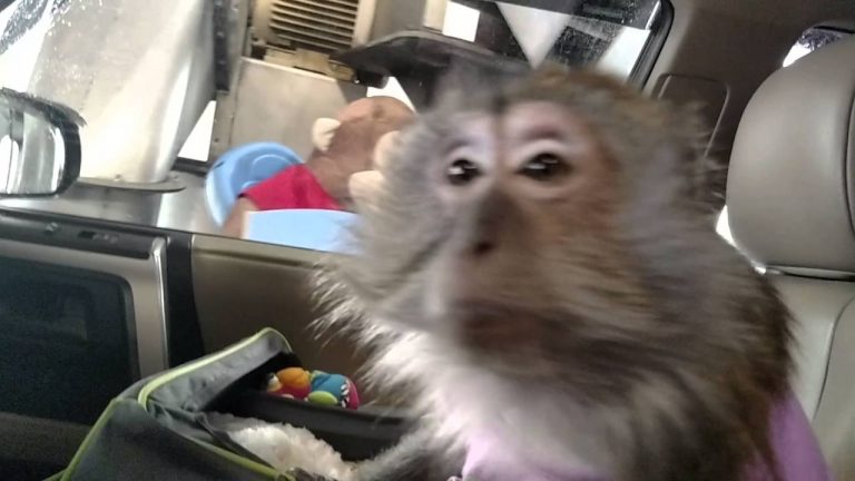 Aapje kijkt zijn ogen uit