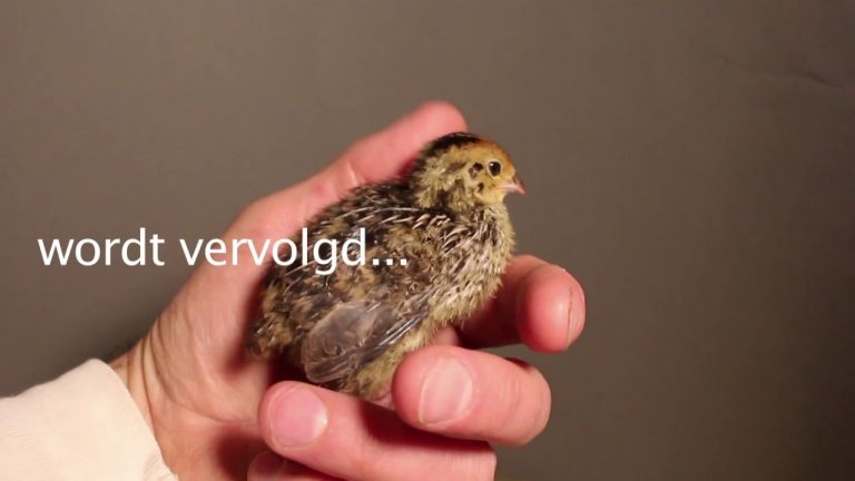 Avonturen van een kuikenvers supermarkt-ei