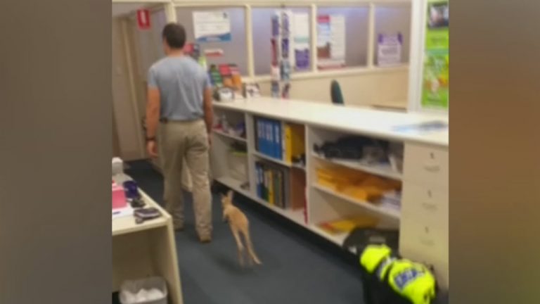 Baby kangoeroe bedankt zijn redder