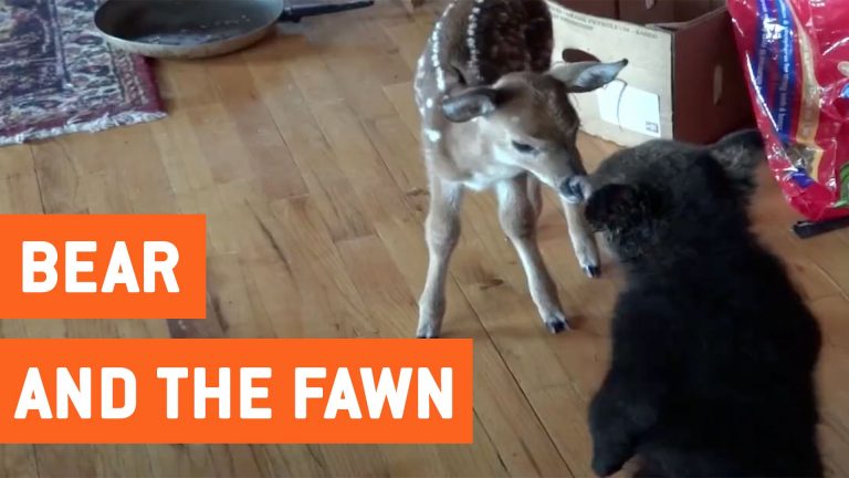 Beer en hert zijn beste vriendjes