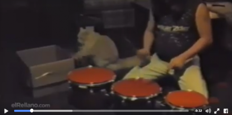Drummen met je kat