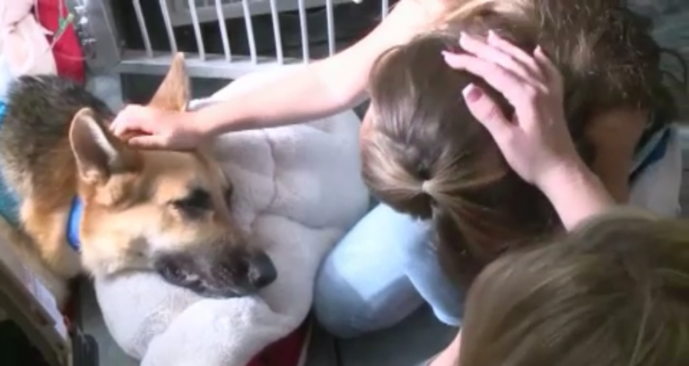 Hond herstelt na het redden van meisje
