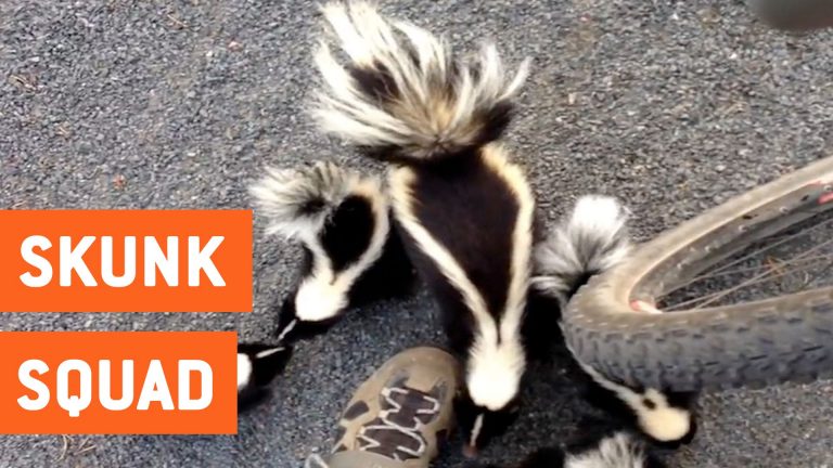 Familie stinkdier zegt hallo