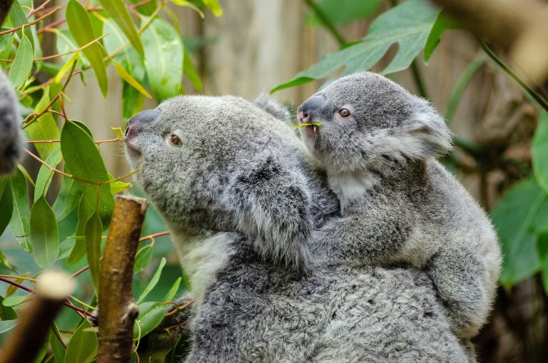 Baby koala gaat viral op social media