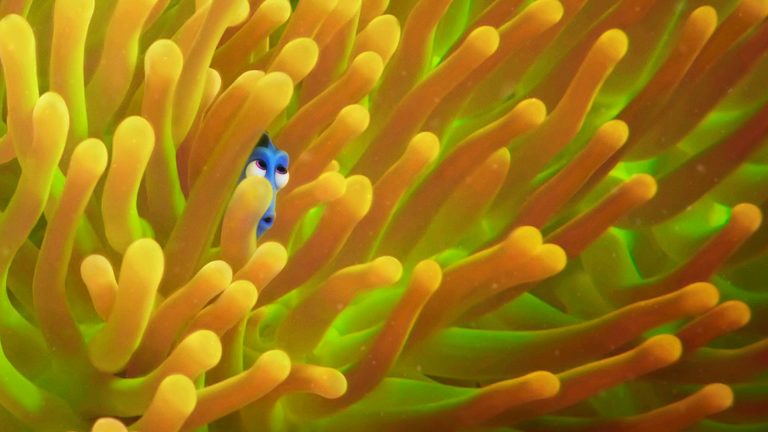 Finding Dory Trailer