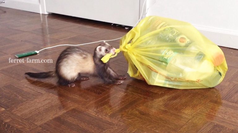 Fret helpt met het vuilnis