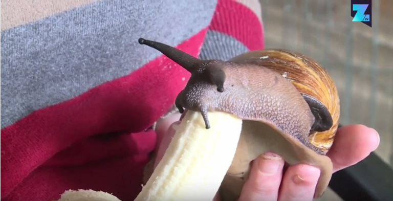 Ice Tea, de ideale huisslak!