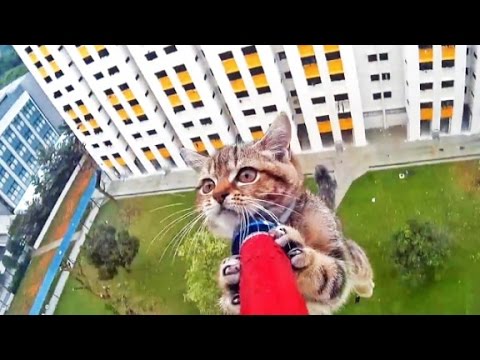 Kat wordt gered van 12 hoog