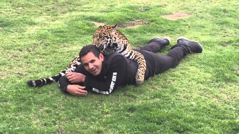 Kroelen met een jaguar