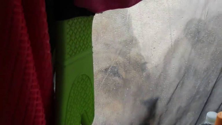 Leeuwen likken het dauw van een tent