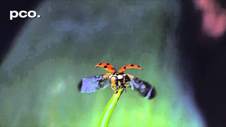 Lieveheersbeestje in slow motion