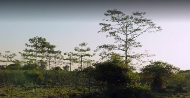 De bosjesman plant vrolijk verder