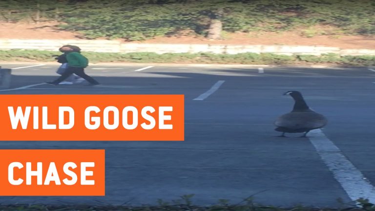 Niet geinen met deze gans