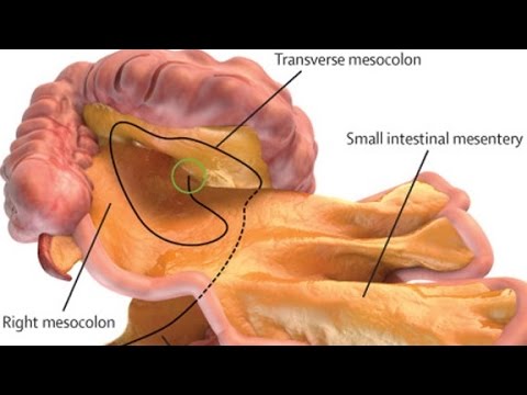 Nieuw orgaan ontdekt in het menselijk lichaam