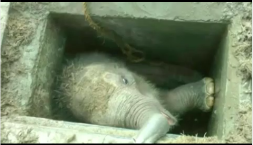 Olifantje gered in Sri Lanka