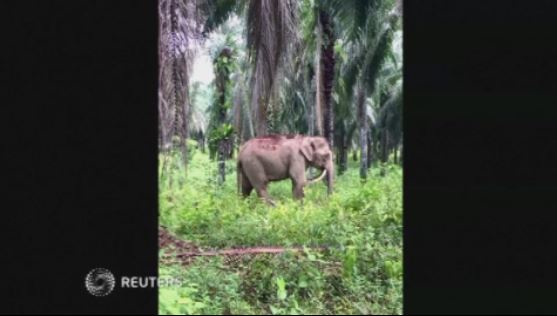 Bijzondere olifant gespot in Maleisië
