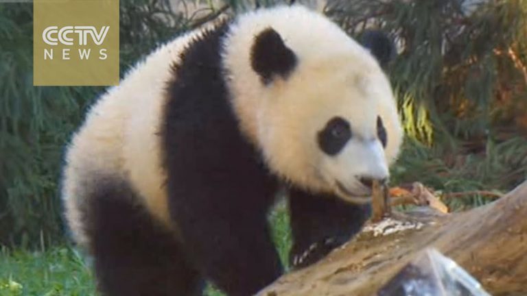 Panda viert eerste verjaardag