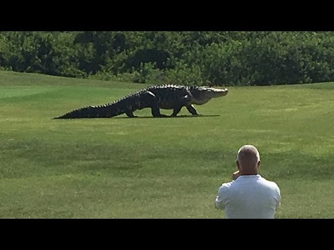 Reuzenkrokodil loopt over golfbaan in Florida