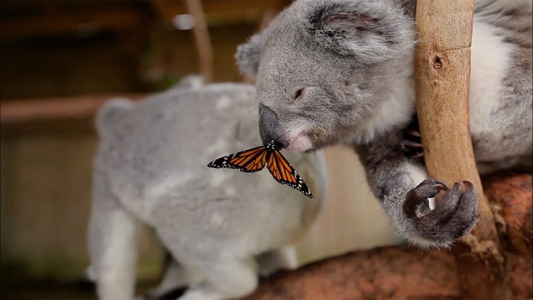 Schattig: koala speelt met vlinder