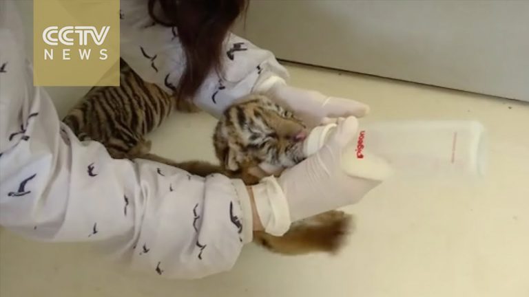 Tijgerwelpen zetten eerste stapjes