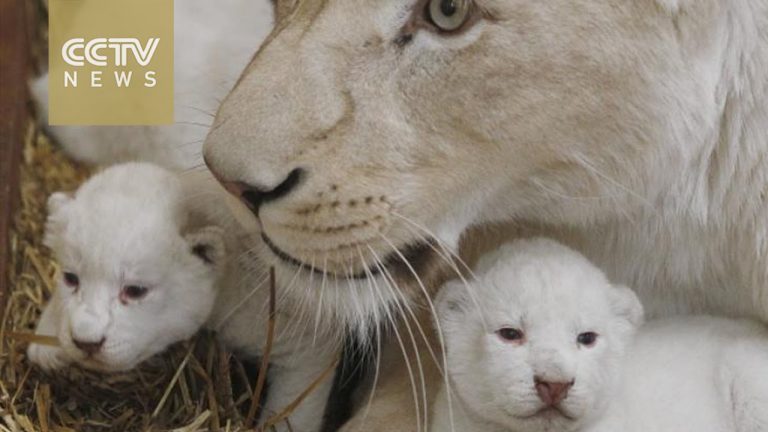 Vier zeldzame witte tijgers geboren in Polen