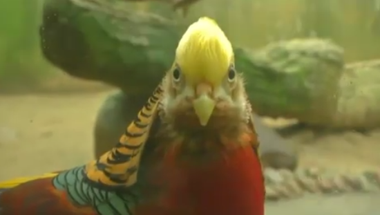 Vogel lijkt op Trump