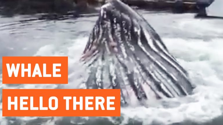 Walvis komt even kijken