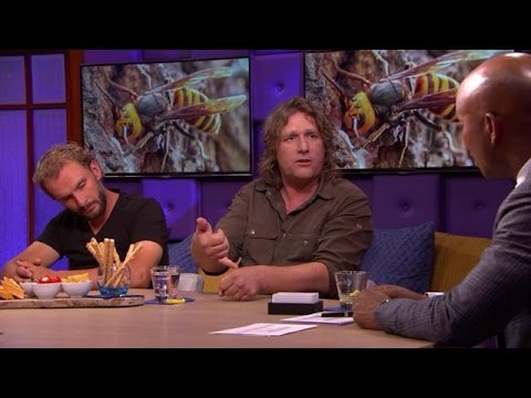 Wat moet je doen bij een bijen- of wespensteek?