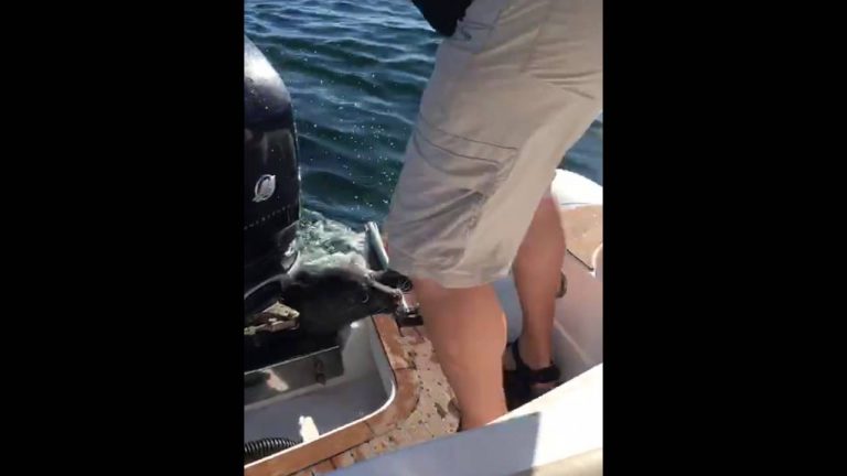 Zeehond springt in boot