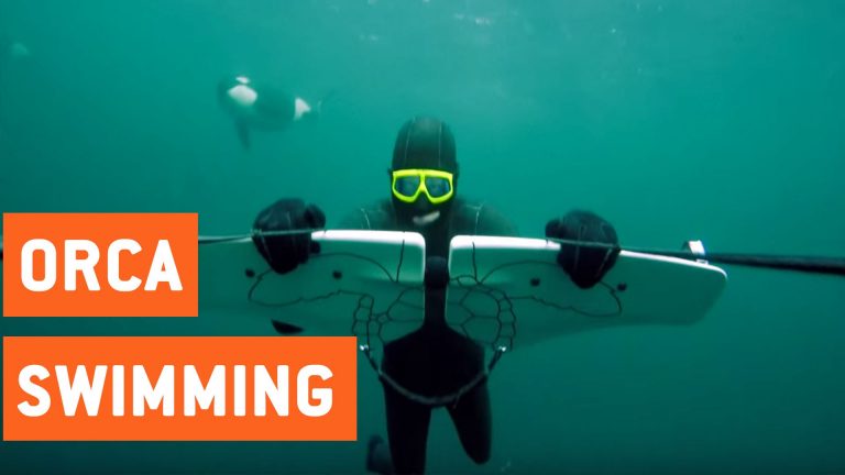 Zwemmen met orka’s